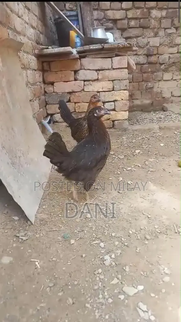 Golden Misri Chickens - Healthy Vaccinated Layer Hens