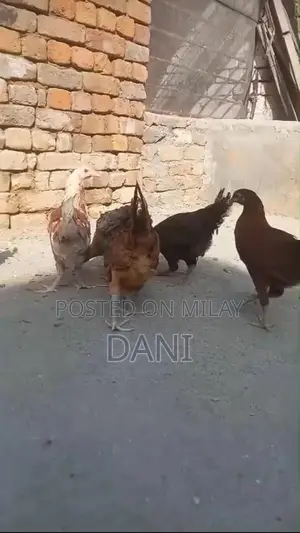 Golden Misri Chickens - Healthy Vaccinated Layer Hens