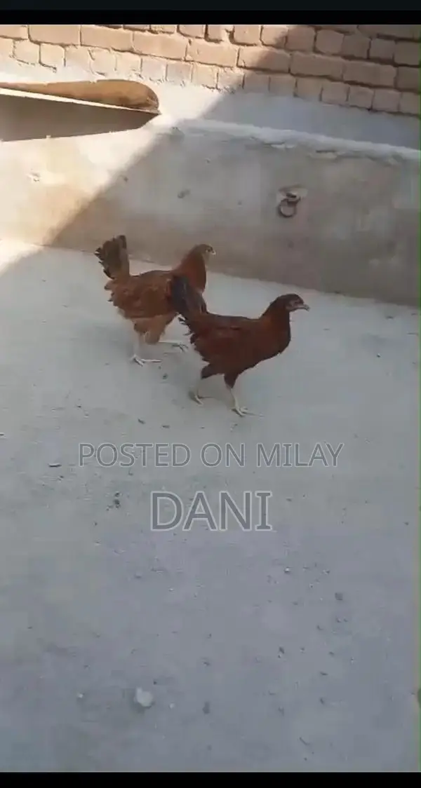 Golden Misri Chickens - Healthy Vaccinated Layer Hens