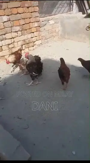 Golden Misri Chickens - Healthy Vaccinated Layer Hens