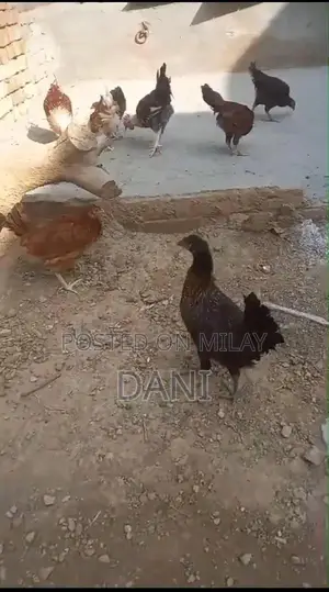 Golden Misri Chickens - Healthy Vaccinated Layer Hens