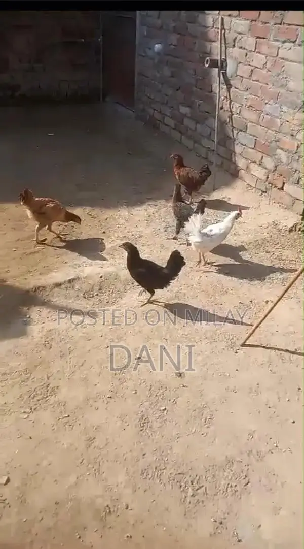 Golden Misri Chickens - Healthy Vaccinated Layer Hens