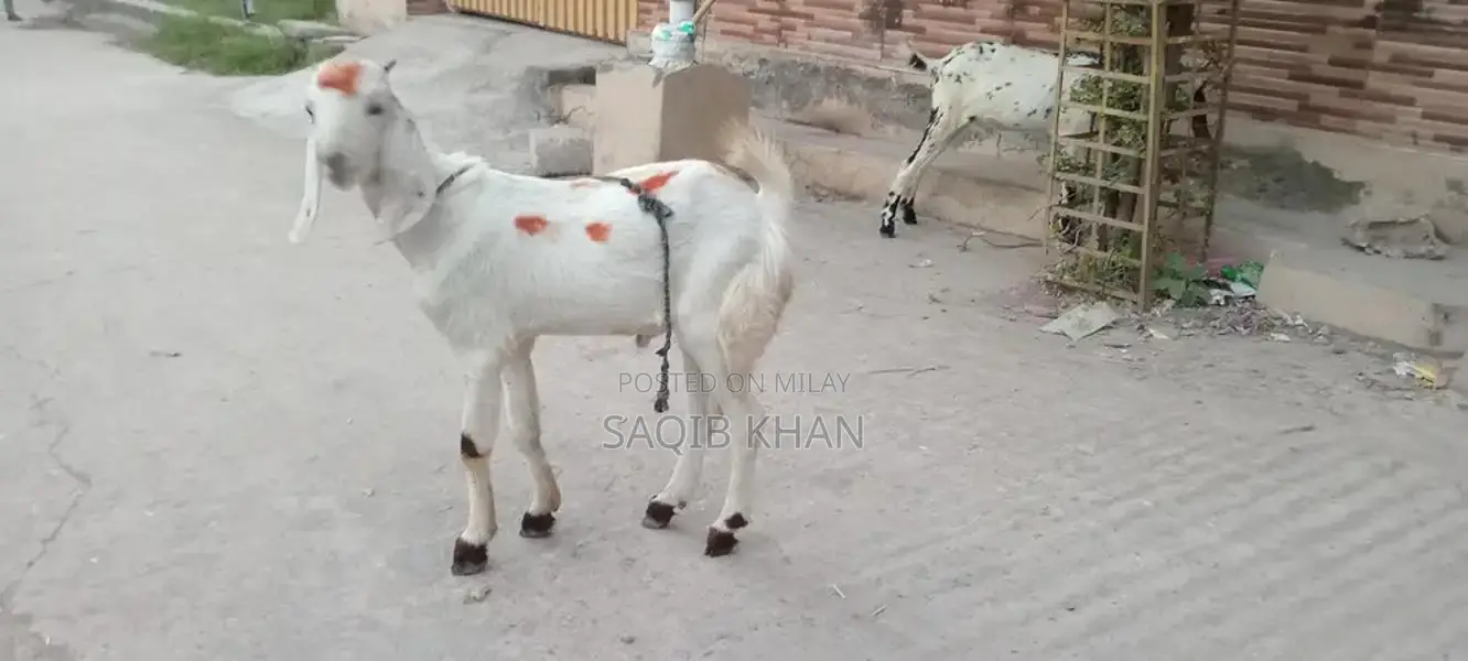 White Eye Makhi Cheeni Goat Breeding Pair - Premium Quality