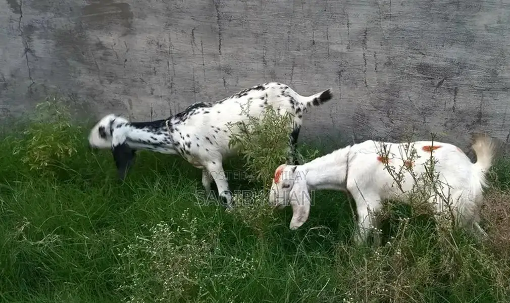 White Eye Makhi Cheeni Goat Breeding Pair - Premium Quality