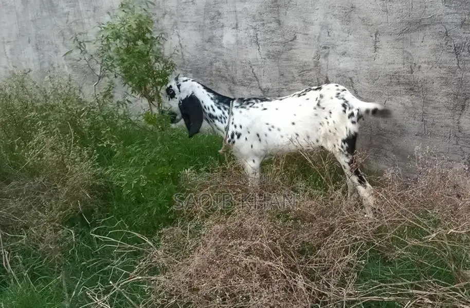 White Eye Makhi Cheeni Goat Breeding Pair - Premium Quality