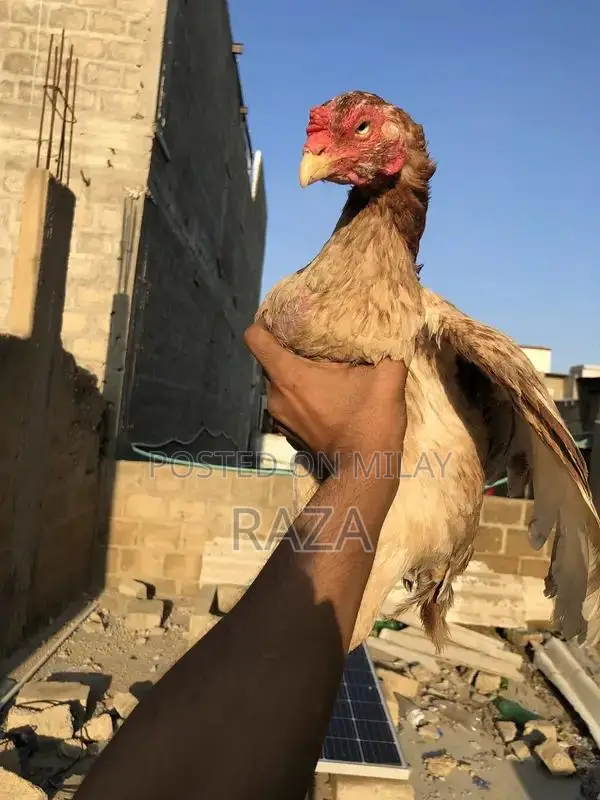 Pure Maniwali Traditional Textile Fabric Premium Quality