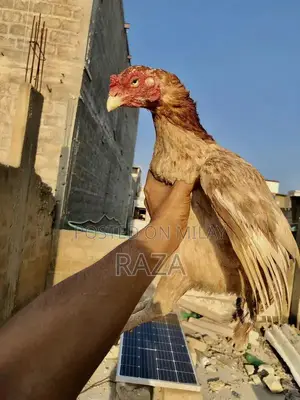 Pure Maniwali Traditional Textile Fabric Premium Quality