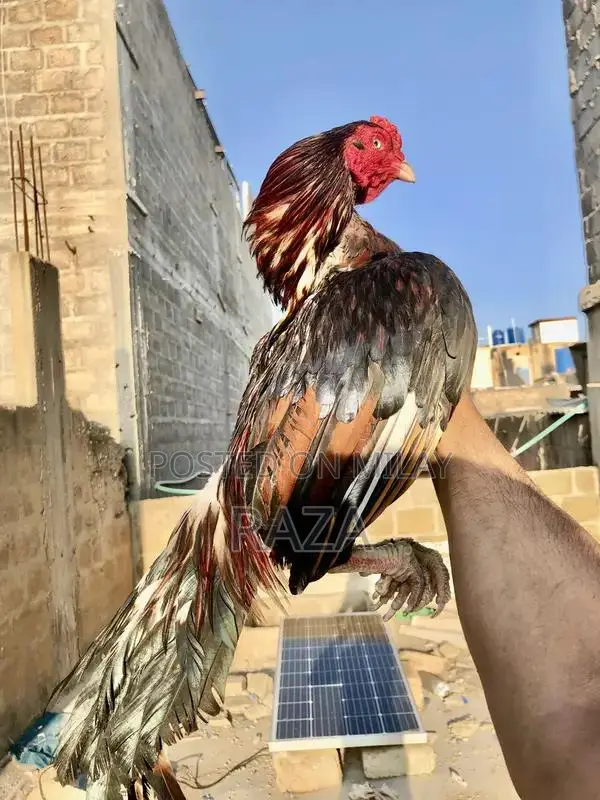 Pure Maniwali Traditional Textile Fabric Premium Quality