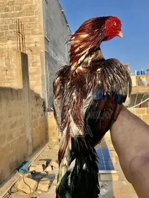 Pure Maniwali Traditional Textile Fabric Premium Quality