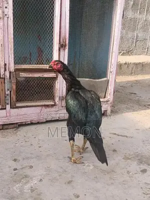 Cute Plush Animal Toys - Adorable Soft Companions