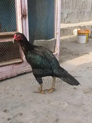 Cute Plush Animal Toys - Adorable Soft Companions