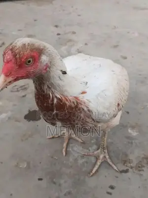 Cute Plush Animal Toys - Adorable Soft Companions