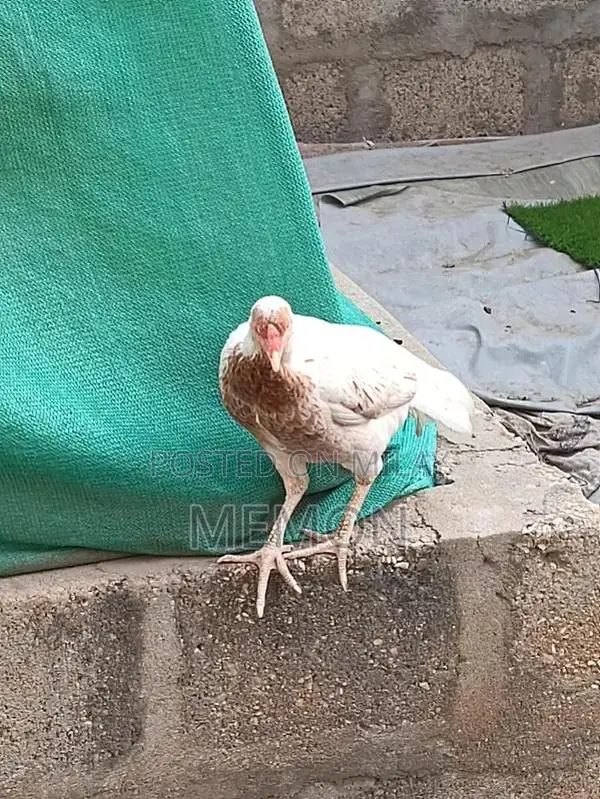 Cute Plush Animal Toys - Adorable Soft Companions