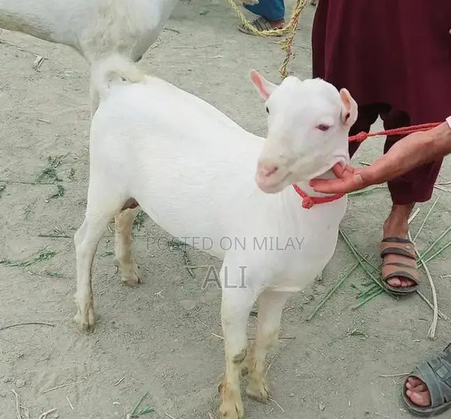Barbari Goat Kid - 6 Months Old, Healthy Breed