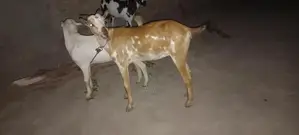 Barbari Goat Kid - 6 Months Old, Healthy Breed