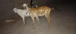 Barbari Goat Kid - 6 Months Old, Healthy Breed