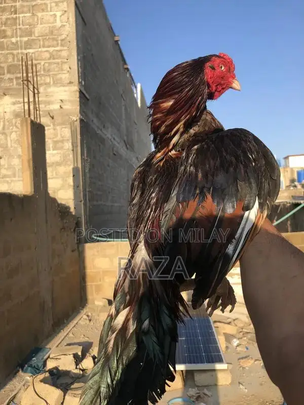 Pure Maniwali Traditional Textile Fabric Premium Quality