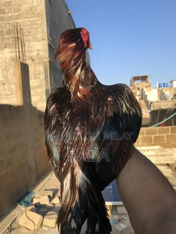 Pure Maniwali Traditional Textile Fabric Premium Quality