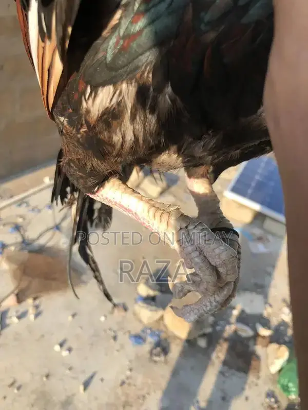 Pure Maniwali Traditional Textile Fabric Premium Quality