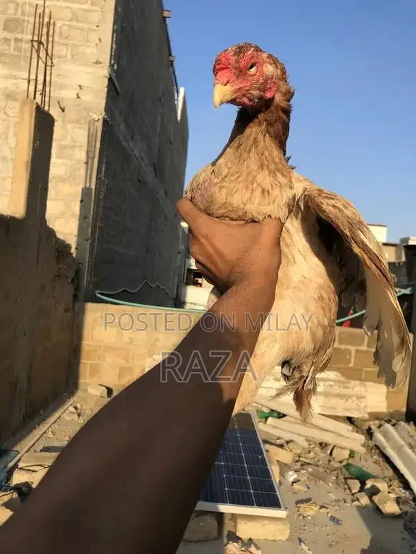 Pure Maniwali Traditional Textile Fabric Premium Quality