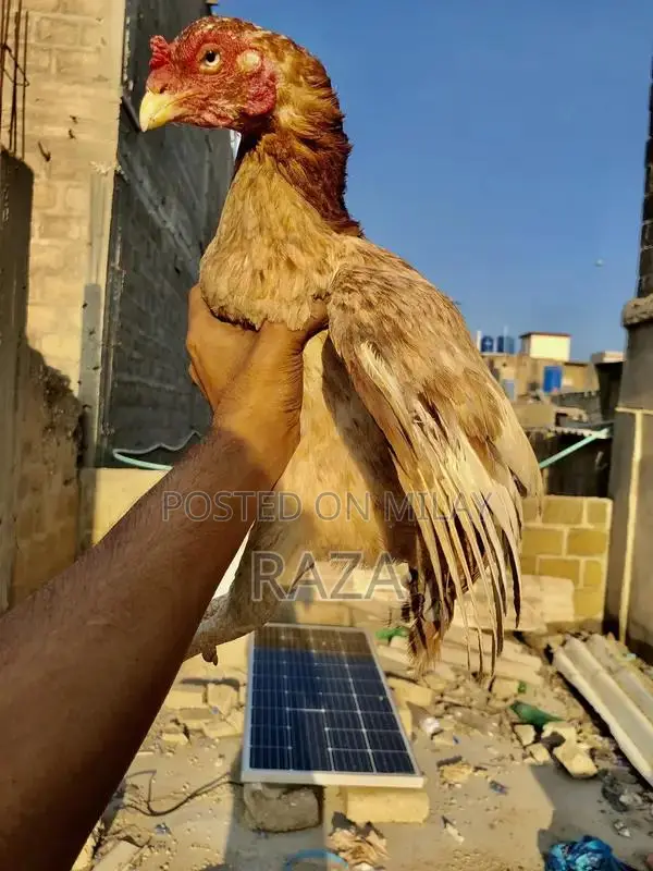 Pure Maniwali Traditional Textile Fabric Premium Quality