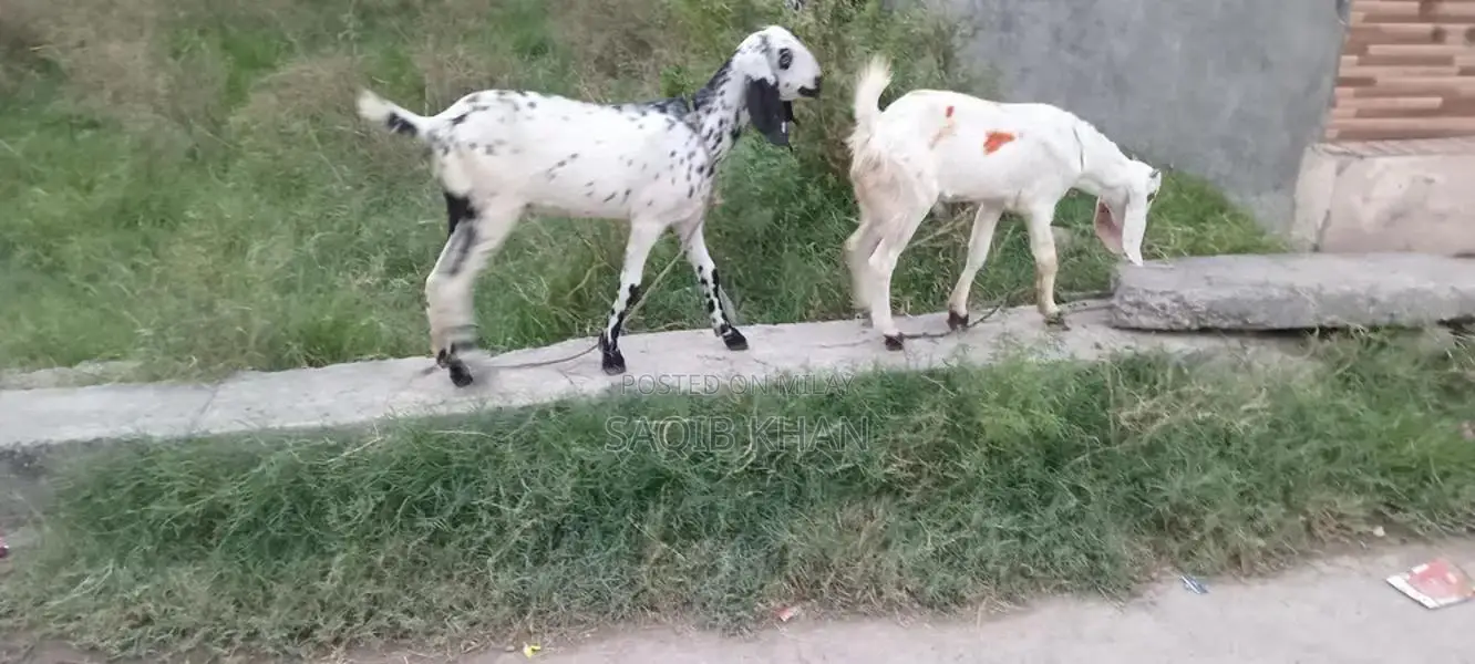 White Eye Makhi Cheeni Goat Breeding Pair - Premium Quality