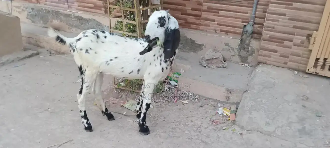 White Eye Makhi Cheeni Goat Breeding Pair - Premium Quality