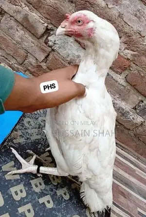 Premium Aseel Hen from Mianwali - Full-Size White Leg Poultry Breed