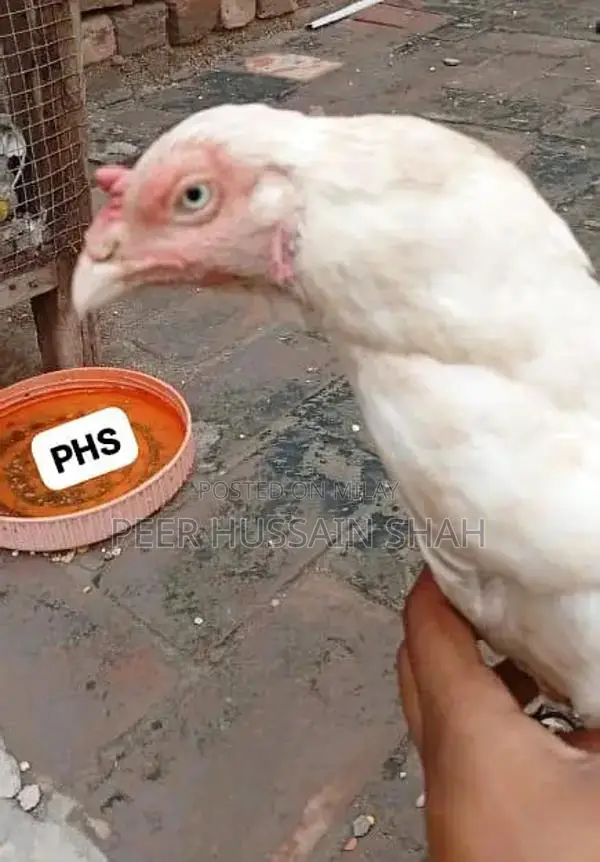 Premium Aseel Hen from Mianwali - Full-Size White Leg Poultry Breed