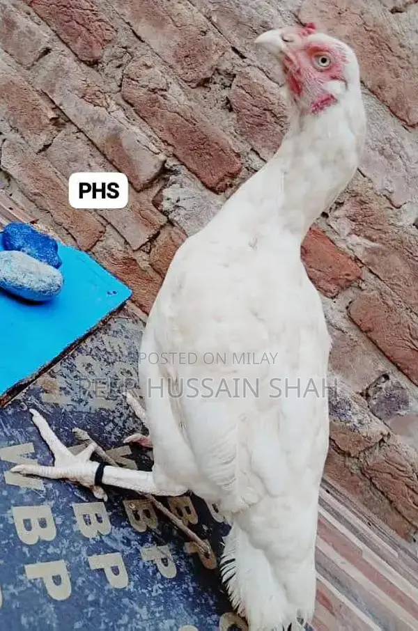 Premium Aseel Hen from Mianwali - Full-Size White Leg Poultry Breed