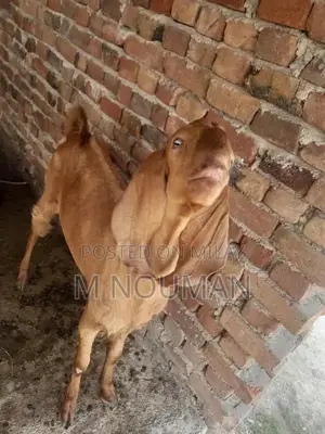 Maqi Cheni Traditional Fabric Ghaban - Elegant Cultural Garment