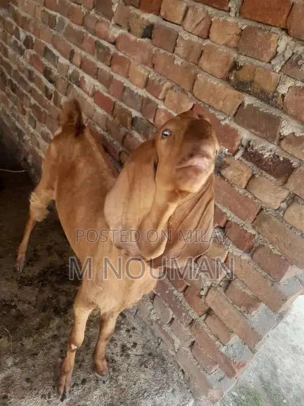 Maqi Cheni Traditional Fabric Ghaban - Elegant Cultural Garment