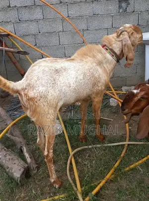High-Quality Mashallah Goat Breeder - Fresh 6-Tooth Livestock