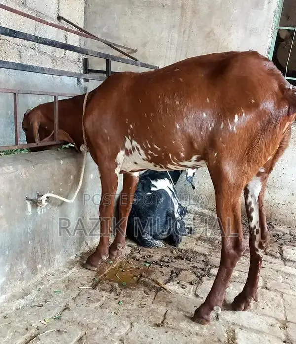 High-Quality Mashallah Goat Breeder - Fresh 6-Tooth Livestock