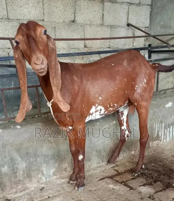High-Quality Mashallah Goat Breeder - Fresh 6-Tooth Livestock