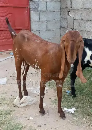 High-Quality Mashallah Goat Breeder - Fresh 6-Tooth Livestock