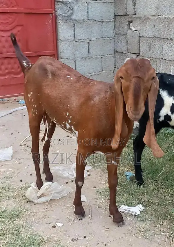 High-Quality Mashallah Goat Breeder - Fresh 6-Tooth Livestock