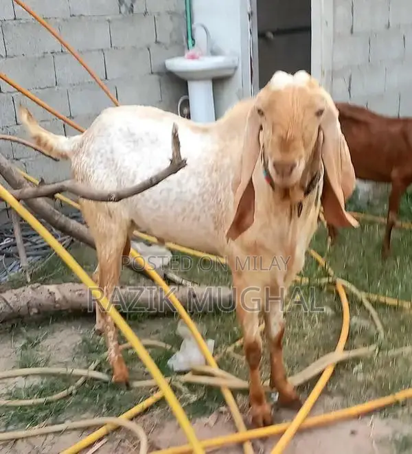 High-Quality Mashallah Goat Breeder - Fresh 6-Tooth Livestock