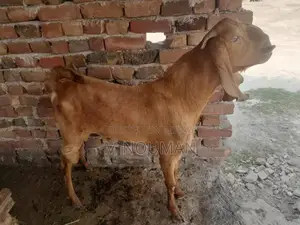 Maqi Cheni Traditional Fabric Ghaban - Elegant Cultural Garment