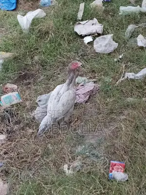 Premium Desi Chicken Breed - 6-Month-Old High-Quality Poultry