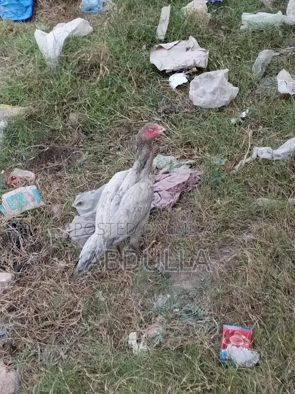 Premium Desi Chicken Breed - 6-Month-Old High-Quality Poultry