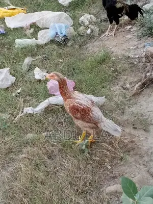 Premium Desi Chicken Breed - 6-Month-Old High-Quality Poultry