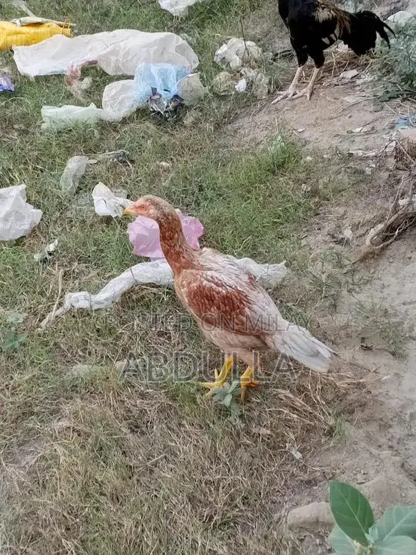 Premium Desi Chicken Breed - 6-Month-Old High-Quality Poultry