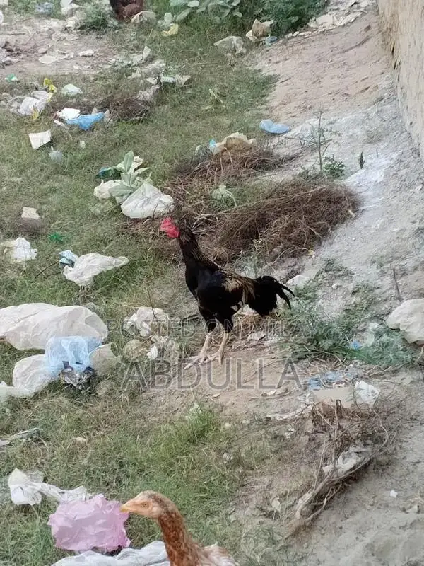 Premium Desi Chicken Breed - 6-Month-Old High-Quality Poultry