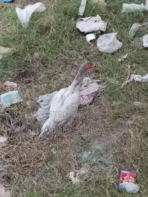 Premium Desi Chicken Breed - 6-Month-Old High-Quality Poultry