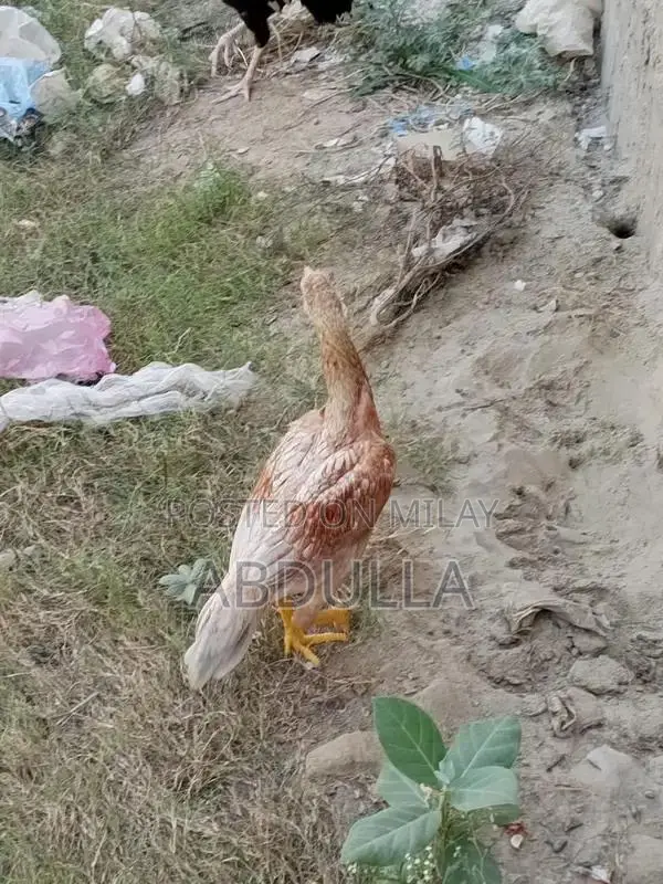 Premium Desi Chicken Breed - 6-Month-Old High-Quality Poultry