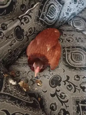 Fresh Chicken Meat - Premium Quality Whole Chicken for Cooking