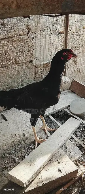 Fresh Whole Chicken Aseel Murga - Premium Quality Farm-Raised Poultry