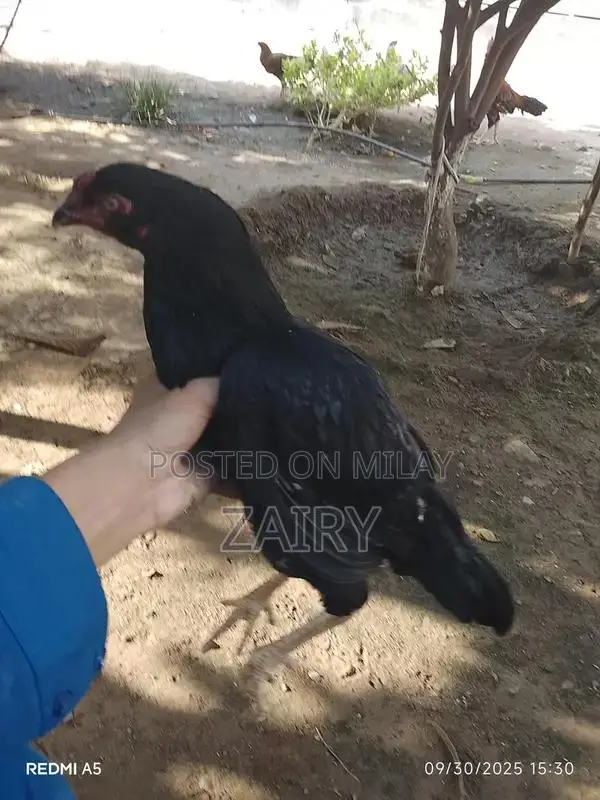 Fresh Whole Chicken Aseel Murga - Premium Quality Farm-Raised Poultry