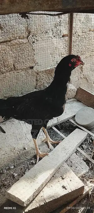 Fresh Whole Chicken Aseel Murga - Premium Quality Farm-Raised Poultry